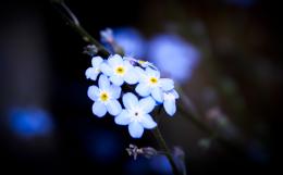 Little Blue Flowers